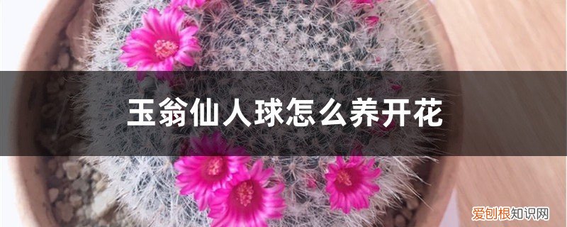 玉翁仙人球怎么养开花多 玉翁仙人球怎么养开花