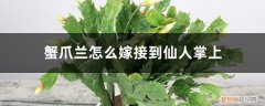 蟹爪兰怎么嫁接到仙人掌上开花 蟹爪兰怎么嫁接到仙人掌上