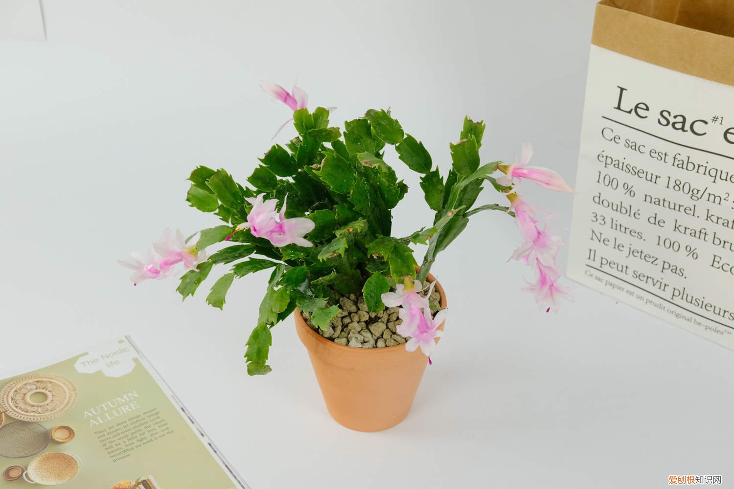 蟹爪兰有花苞后怎么养 蟹爪兰有花苞怎么养