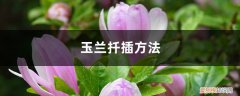 玉兰插枝方法 玉兰扦插方法