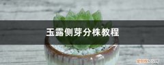玉露侧芽怎么分株 玉露侧芽分株教程