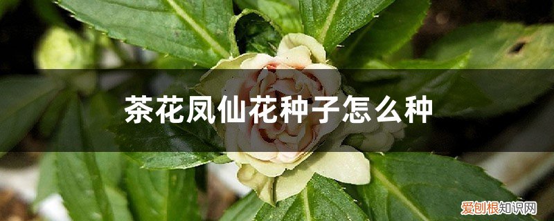 茶花凤仙种子什么时候播种 茶花凤仙花种子怎么种