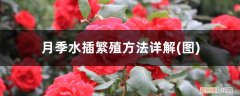 图 月季水插繁殖方法详解(月季花水扦插方法如下)