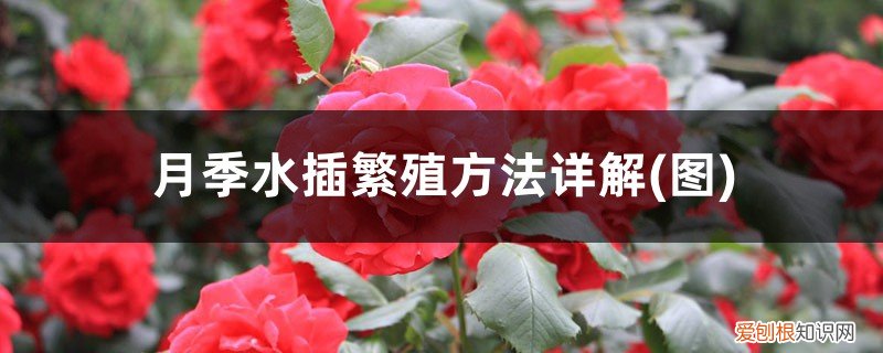 图 月季水插繁殖方法详解(月季花水扦插方法如下)