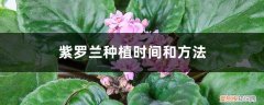 紫罗兰最佳种植时间 紫罗兰种植时间和方法