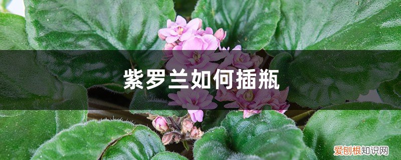 紫罗兰插瓶花期多久 紫罗兰如何插瓶