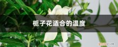 栀子花适合什么温度养 栀子花适合什么温度