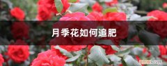 月季花追肥的方法 月季花如何追肥