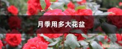 月季用多大花盆合适 月季用多大花盆