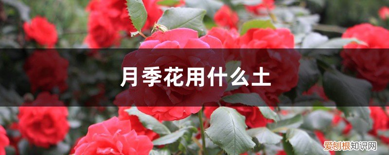 月季花什么土养的比较好养 月季花用什么土