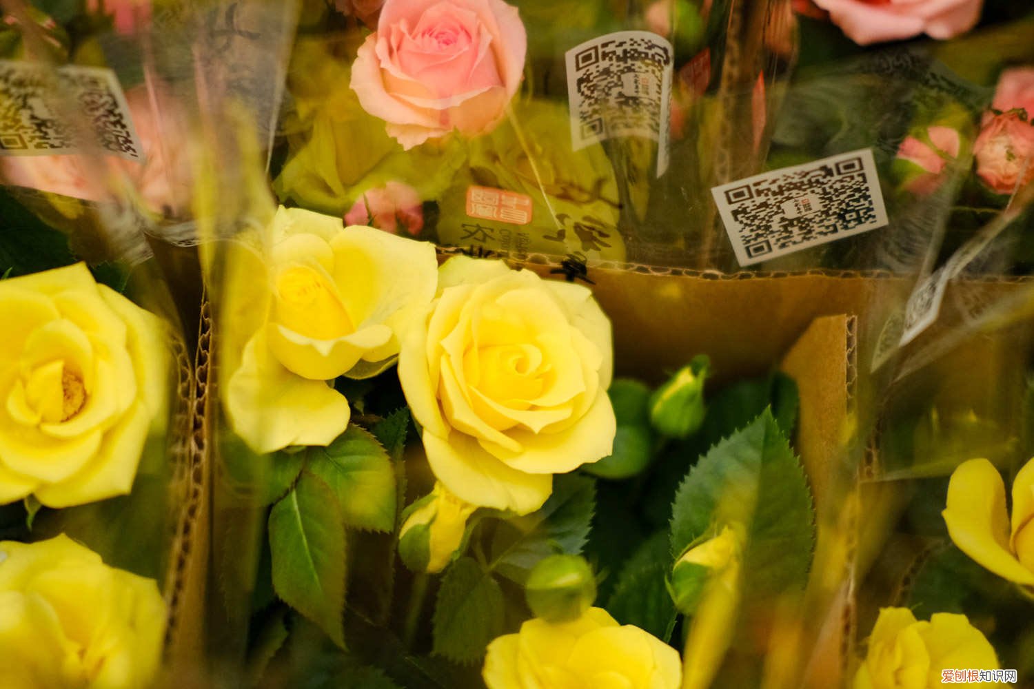 月季花什么土养的比较好养 月季花用什么土