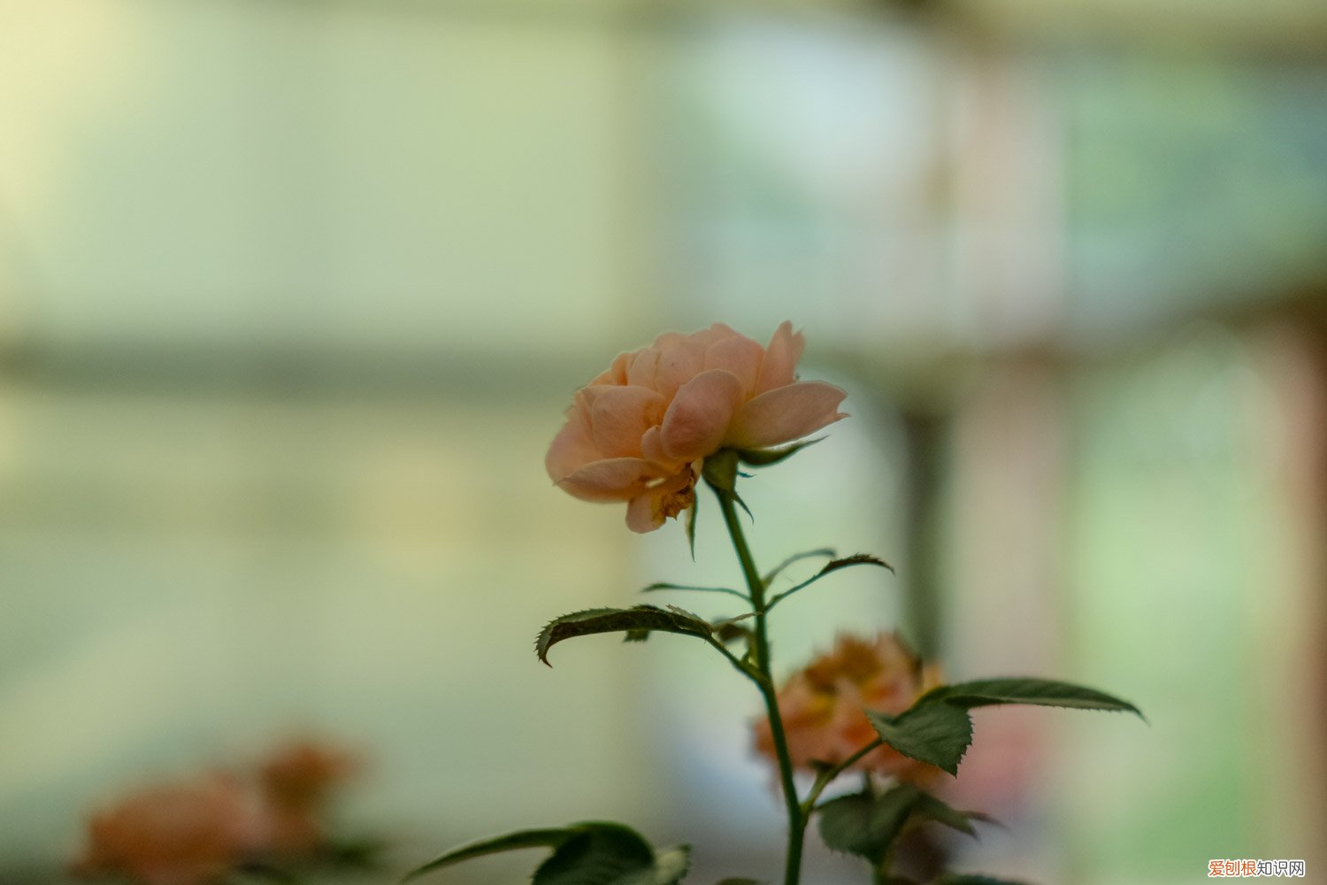 月季花枝可以插活吗 月季花枝能插活吗