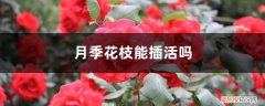 月季花枝可以插活吗 月季花枝能插活吗