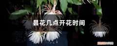 昙花几点开花时间最好 昙花几点开花时间