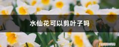 水仙花可以剪叶子吗图片 水仙花可以剪叶子吗
