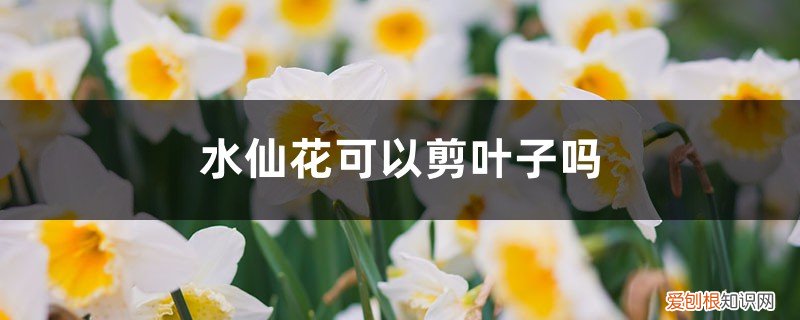 水仙花可以剪叶子吗图片 水仙花可以剪叶子吗