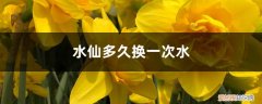 水仙多少天换一次水 水仙多久换一次水，怎么养护