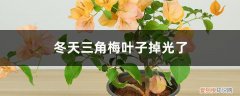 冬天三角梅叶子掉光了放室内会死吗 冬天三角梅叶子掉光了怎么办
