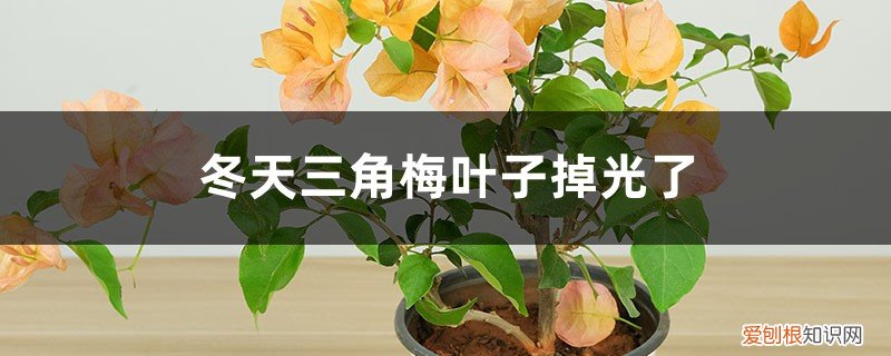 冬天三角梅叶子掉光了放室内会死吗 冬天三角梅叶子掉光了怎么办