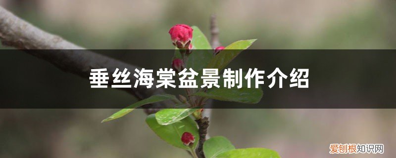 大型垂丝海棠盆景 垂丝海棠盆景制作介绍