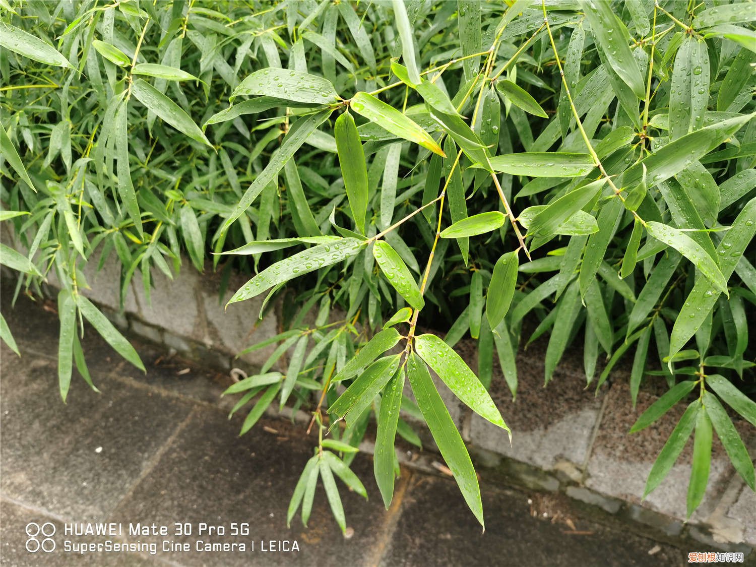 家中竹子开花破解,为什么开花就不见了 家中竹子开花破解,为什么开花