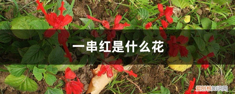 一串红是什么花絮 一串红是什么花
