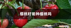 樱桃的籽能种吗 樱桃籽能种樱桃吗