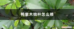 鸭掌木独杆2米怎么修秋季能修剪吗 鸭掌木独杆怎么修剪