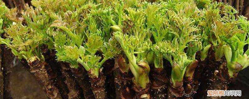 刺嫩芽水栽培方法 刺嫩芽种植条件,扦插在水里枝条怎么生根