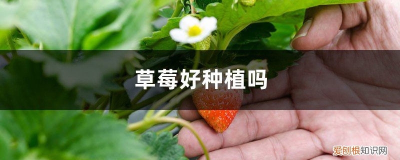 草莓种子的种植方法和时间 取种和催芽 草莓种子的种植方法，几月份播种