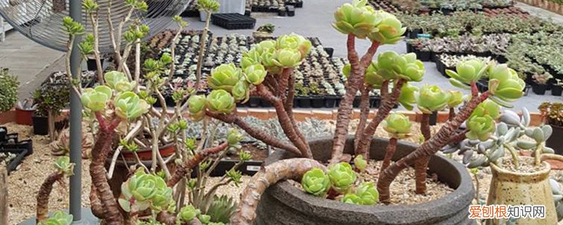 新买的肉肉如何种植,割下来的肉肉怎么种植好 新买的肉肉如何种植，割下来的肉肉怎么种植