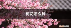 梅花怎么样繁殖 梅花怎么种植和养护，怎么繁殖