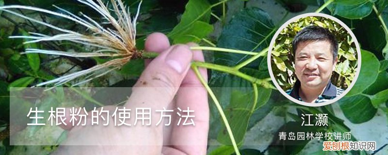 生根粉的使用方法? 生根粉的使用方法