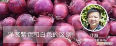 紫色洋葱和白色洋葱有什么区别 洋葱紫色和白色的区别