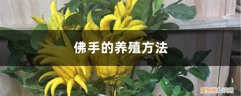佛手怎么养殖方法如下 佛手的养殖方法