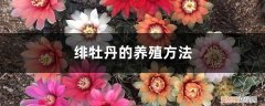 绯牡丹能长多大 绯牡丹的养殖方法