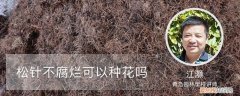 没腐烂的松针能用来种花吗 松针不腐烂可以种花吗