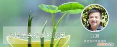 水培芋头很臭的原因有哪些 水培芋头很臭的原因