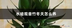 水培观音竹怎么养? 水培观音竹冬天怎么养