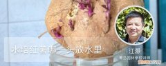水培紫薯那一头放水里 水培红薯哪一头放水里