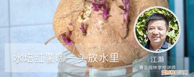 水培紫薯那一头放水里 水培红薯哪一头放水里