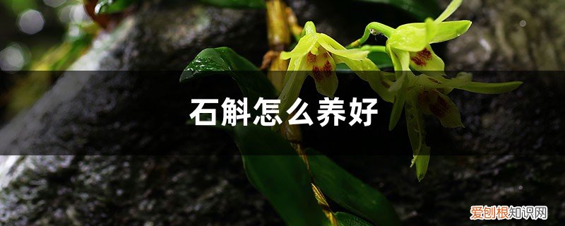 石斛怎么养好吃 石斛怎么养好