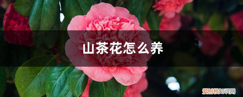 山茶花怎么养(新手必看 山茶花怎么养)
