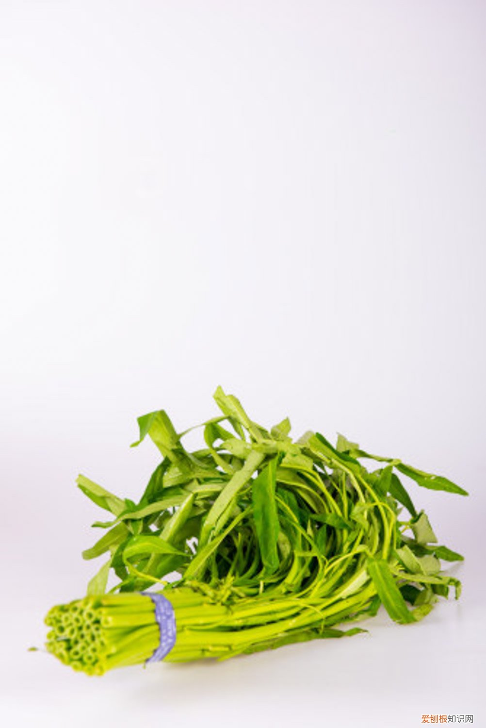 空心菜种植时间和方法 水培 大棚 空心菜种植时间和方法