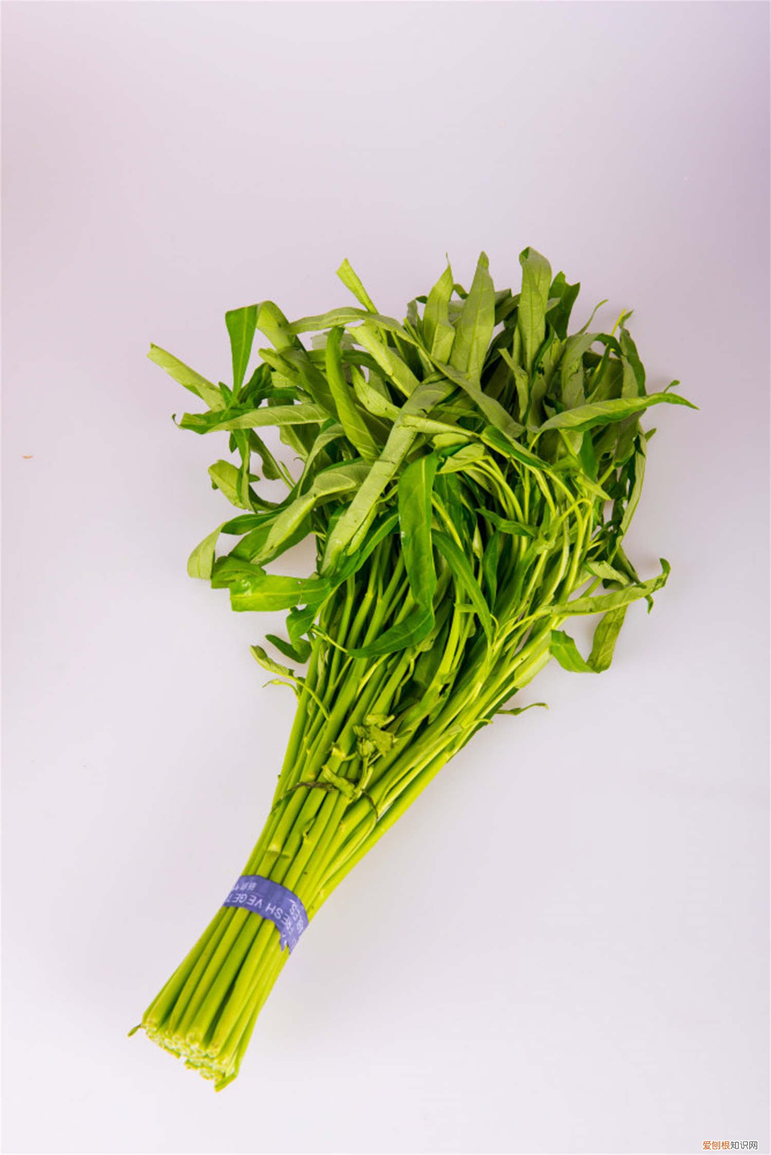 空心菜种植时间和方法 水培 大棚 空心菜种植时间和方法