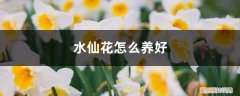 水仙花怎么养好养吗 水仙花怎么养好