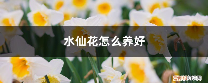 水仙花怎么养好养吗 水仙花怎么养好