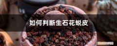 如何判断生石花蜕皮没有 如何判断生石花蜕皮