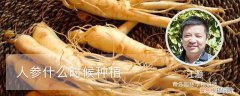 人参什么时候种植最佳 人参什么时候种植