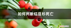 红豆杉为什么突然死了 如何判断红豆杉死亡